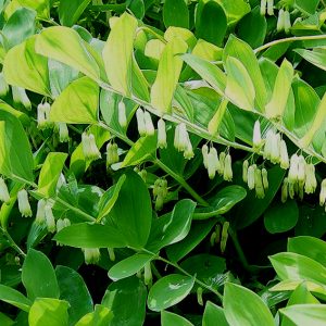 Polygonatum inflatum
