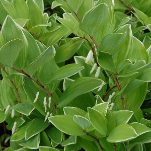 Polygonatum falcatum Variegatum