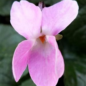 Viola odorata Poussiere d'Etoile