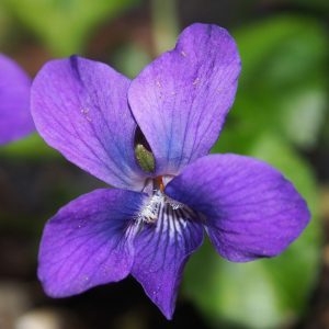 Viola odorata x sororia Princesse de Galles