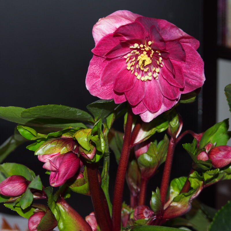 Helleborus x hyb. (Winterangels) ' Red Anemoon ' ® – Bild 2