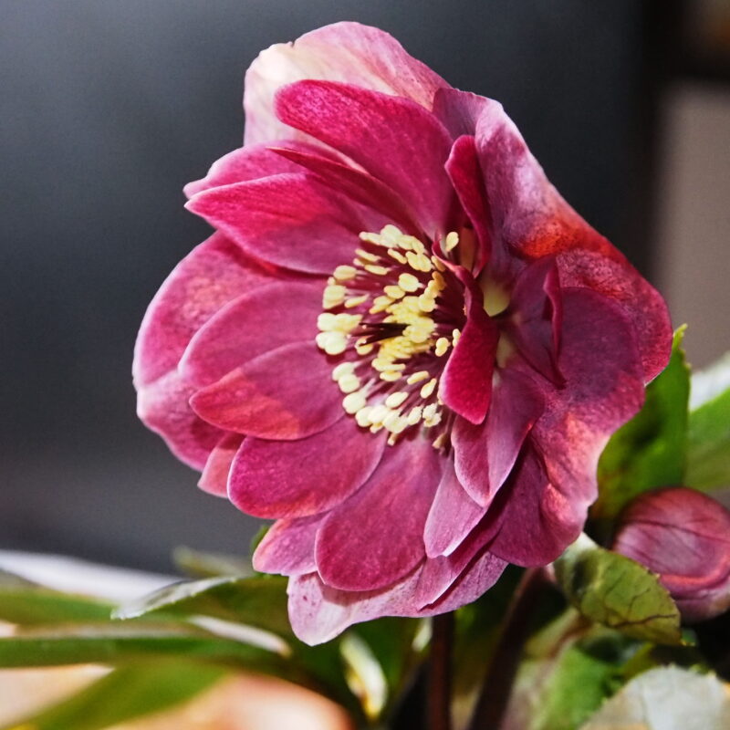 Helleborus x hyb. (Winterangels) ' Red Anemoon ' ® – Bild 3