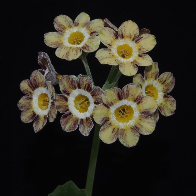 Primula x auricula ' Robin Hood '(ST)