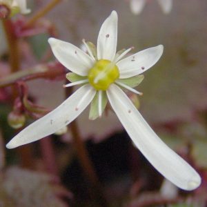 Saxifraga cortusifolia var. obtusocuneata Rokujo – Bild 3