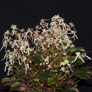 Saxifraga cortusifolia var. obtusocuneata Rokujo – Bild 4