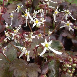 Saxifraga cortusifolia var. obtusocuneata Rokujo – Bild 5