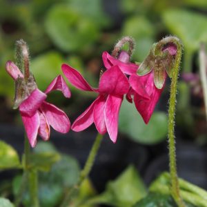 Viola odorata Rosea Group