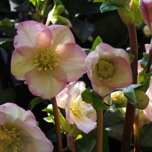 Helleborus x iburgensis Ice N' Roses® ' HGC Rosetta ' – Bild 3