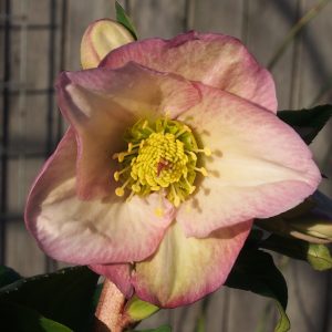 Helleborus x iburgensis Ice N' Roses® ' HGC Rosetta '