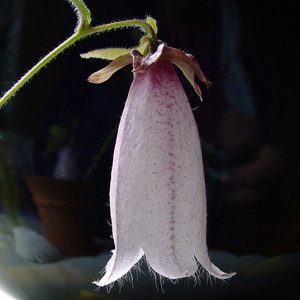 Campanula x punctata ' Silver Bells ' – Bild 2