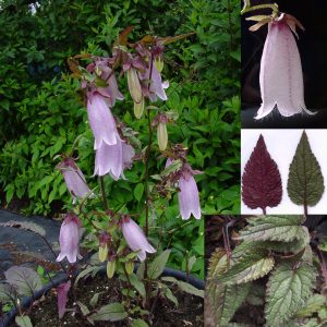 Campanula x punctata ' Silver Bells '