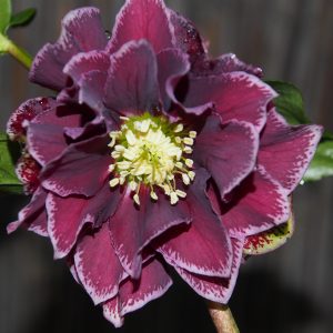 Helleborus x hyb. (Winterangels) ' Rubina ' ®