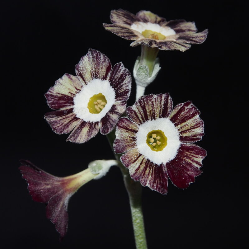 Primula x auricula ' Sofia ' (ST)
