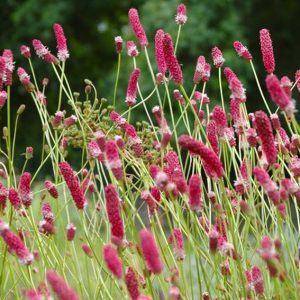 Sanguisorba tenuifolia Pink Elephant