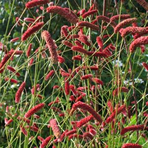 Sanguisorba x culturum Scapino