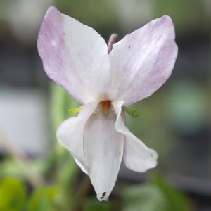 Viola odorata Santas Beard