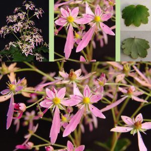 Saxifraga cortusifolia Shigeru JP
