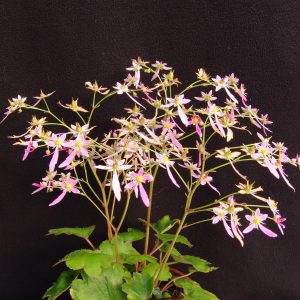 Saxifraga cortusifolia Shigeru JP – Bild 4