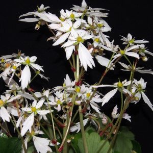 Saxifraga cortusifolia Shiomo-dake JP