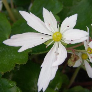 Saxifraga cortusifolia Shiomo-dake JP – Bild 3