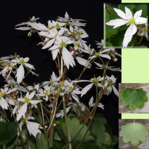 Saxifraga cortusifolia Shiomo-dake JP – Bild 4