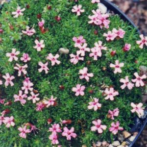 Silene acaulis ssp. minima