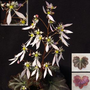 Saxifraga cortusifolia Silver Velvet