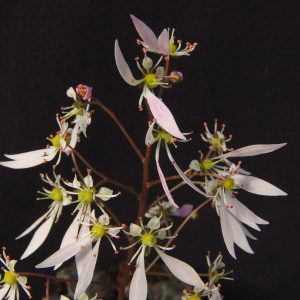 Saxifraga cortusifolia Silver Velvet – Bild 3