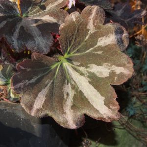 Saxifraga cortusifolia Silver Velvet – Bild 4