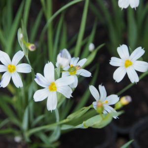 Sisyrinchium angustifolium Album