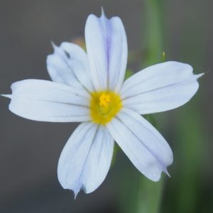 Sisyrinchium angustifolium Album – Bild 3