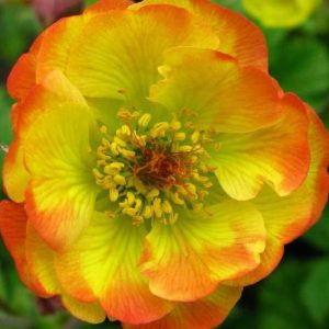 Geum x culturum Spanish Fly