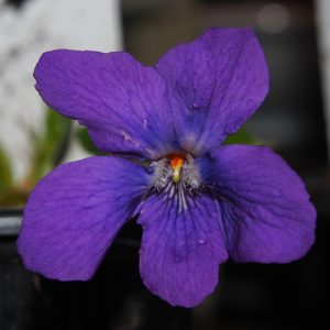 Viola odorata x sororia Susan Chilcott