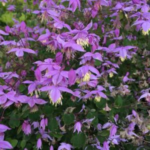 Thalictrum delavayi Hinkley