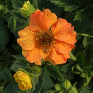 Geum x culturum Totally Tangerine