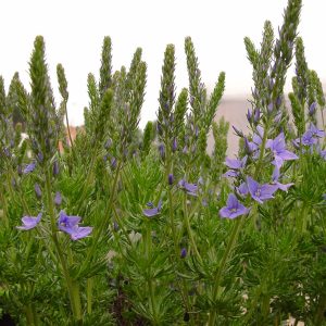Veronica pinnata Blue Eyes
