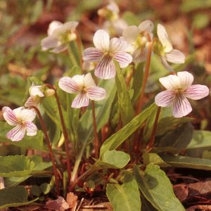 Viola betonicifolia f albescens