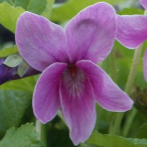 Viola odorata Catalina