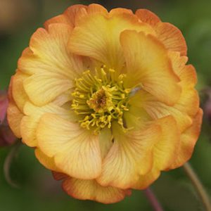 Geum x culturum Wet Kiss