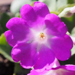 Primula allionii x Whaefedale Butterfly – Bild 2