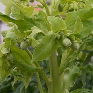 Helleborus foetidus Wilgenbroek Yellow – Bild 2