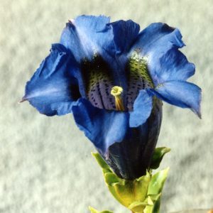 Gentiana acaulis Vierländer