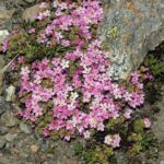 Androsace alpina