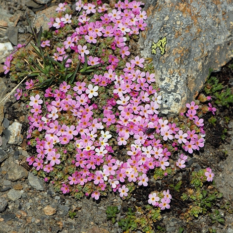 Androsace alpina