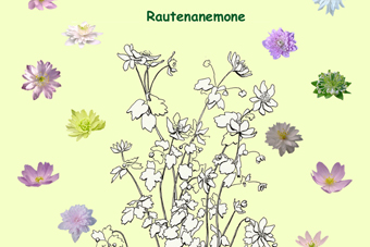 anemo