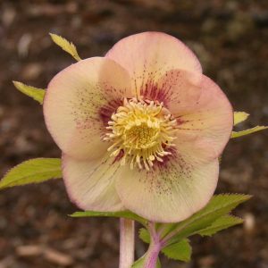 Helleborus x hybridus ' Apricot red Center'