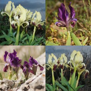 Iris attica