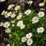 bellium 1