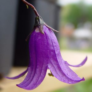 Campanula collina – Bild 2