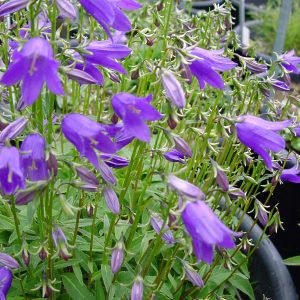 Campanula collina